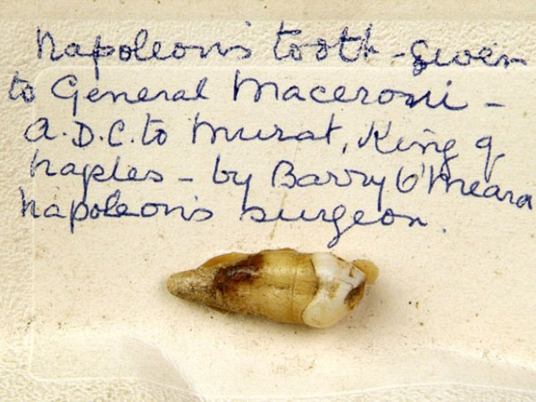 Chiếc răng nanh bên phải của Napoleon Bonaparte. Tại một cuộc đấu giá ở Wiltshire tháng 11/2005, nó được bán với giá 11.000 bảng Anh. Chiếc răng nanh bên phải của Napoleon Bonaparte. Tại một cuộc đấu giá ở Wiltshire tháng 11/2005, nó được bán với giá 11.000 bảng Anh.