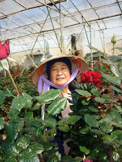 Những bông hoa hồng đỏ thắm sau khi thu hoạch...