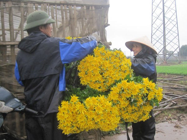 Tiểu thương thu mua hoa cúc tại vườn. Tiểu thương thu mua hoa cúc tại vườn.