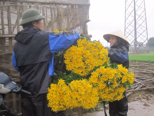 Tiểu thương thu mua hoa cúc tại vườn. Tiểu thương thu mua hoa cúc tại vườn.