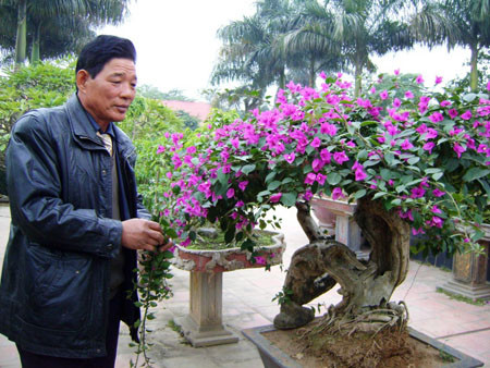 Cây hoa giấy “dáng long” đang là mốt chơi trong năm Nhâm Thìn. Cây hoa giấy “dáng long” đang là mốt chơi trong năm Nhâm Thìn.