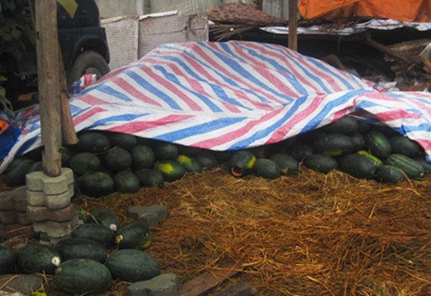 Những đống dưa hấu trên vỉa hè được phủ bạt bán từ ngày này qua ngày khác Những đống dưa hấu trên vỉa hè được phủ bạt bán từ ngày này qua ngày khác