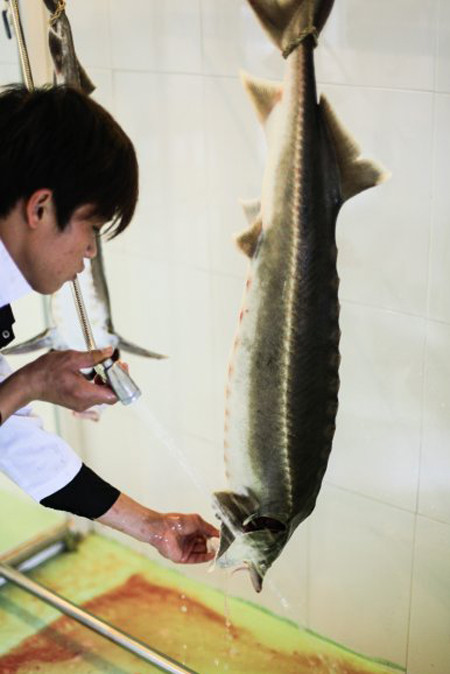 Cá tầm nuôi đến trên 10 tuổi sẽ bắt đầu được khai thác trứng.