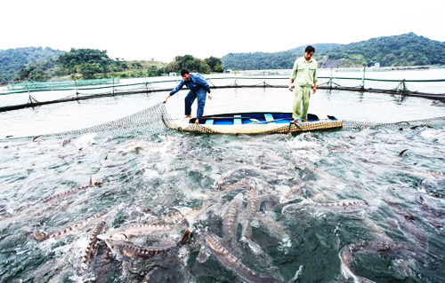 Cá sau khi siêu âm kiểm tra buồng trứng sẽ được rửa sạch.