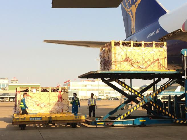 200 "cô" bò đầu tiên trong số 5.000 con bò mang thai mà Vinamilk nhập trong năm 2014 từ Úc và Mỹ đã đáp xuống cảng Hàng không sân bay Quốc tế Tân Sơn Nhất, TPHồ Chí Minh trong chiều nay.