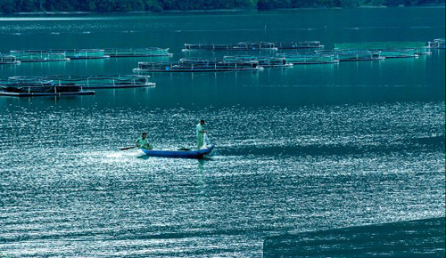 Nếu nuôi trong vùng nước ấm nóng sẽ hạn chế khả năng tăng trưởng của cá, hay mắc dịch bệnh.