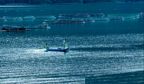 Nếu nuôi trong vùng nước ấm nóng sẽ hạn chế khả năng tăng trưởng của cá, hay mắc dịch bệnh.