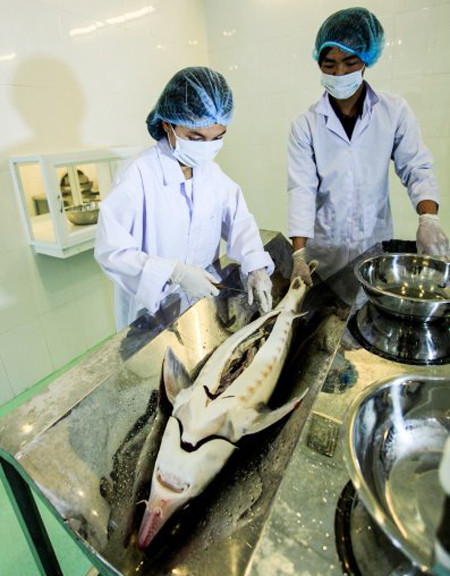 Chuyên viên kỹ thuật sẽ dùng dao rạch bụng cá.