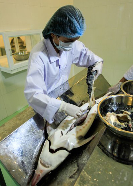 Rồi dùng tay lấy nguyên buồng trứng trong bụng ra ngoài.