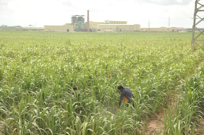 Vùng đất nghèo hoang vu giờ là vùng nguyên liệu mía trù phú. Ảnh: Thanh Hải