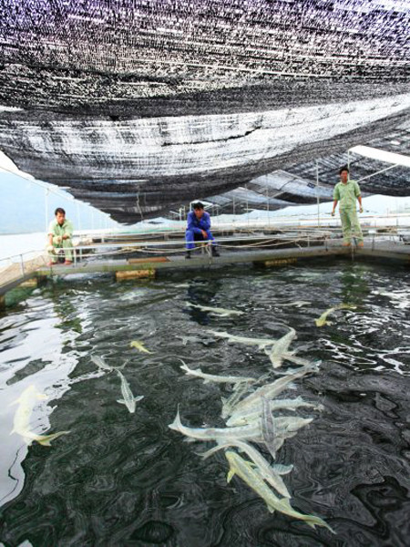 Việc đảm bảo vệ sinh nguồn nước tránh ô nhiễm rất quan trọng vì loài cá này thích môi trường sạch. Khi sống trong vùng nước dơ, cá tầm thường bị nhiễm khuẩn vùng miệng và đây cũng là nguyên nhân khiến cá dễ chết hàng loạt.