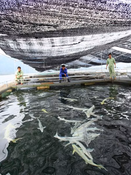 Việc đảm bảo vệ sinh nguồn nước tránh ô nhiễm rất quan trọng vì loài cá này thích môi trường sạch. Khi sống trong vùng nước dơ, cá tầm thường bị nhiễm khuẩn vùng miệng và đây cũng là nguyên nhân khiến cá dễ chết hàng loạt.