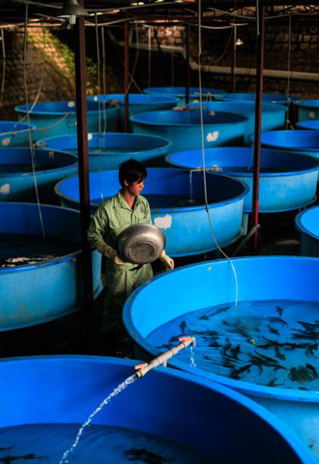 Cá tầm giống thường dùng nguồn trứng cá thụ tinh nhập từ các quốc gia có nền công nghiệp nuôi cá tầm phát triển mạnh như Nga, Đức... và ấp nở tại Việt Nam. Hiện tại một số doanh nghiệp trong nước cũng đã nghiên cứu thành công sản xuất giống, nuôi cá bố mẹ, sinh sản nhân tạo các loài cá tầm