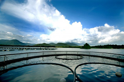 Cá tầm không quá kén điều kiện nuôi nhốt, có thể nuôi trong ao nước chảy hay trong lồng chứa diện tích khoảng 25m2 với mực nước sâu 5m.