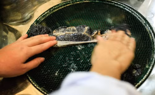 Buồng trứng sẽ được chà xát nhẹ trên một chiếc thau kim loại có tấm lưới mắt cáo nhỏ bên trên để loại bỏ nhớt và máu.