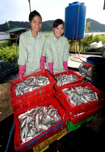 Cá tầm ăn các loại trùn quế, trùn hương, cá nhỏ, tôm, tép và có thể cho ăn thêm cám công nghiệp. Loại cá này thích ăn đêm, từ 19h tối đến 4 giờ sáng. Cá nhỏ dưới 1kg theo chế độ 4 bữa ăn một ngày. Còn cá trên 1kg thì chỉ cho ăn hai lần mỗi ngày và tăng lượng cám lên.
