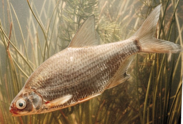 ...vây đuôi cá tráp... ...vây đuôi cá tráp...