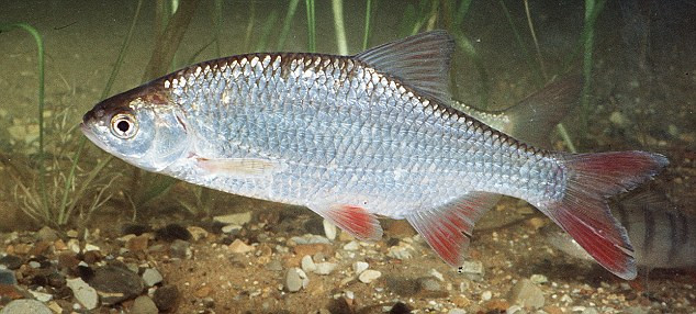 Mời bạn đọc cùng so sánh: đầu cá rutilut... Mời bạn đọc cùng so sánh: đầu cá rutilut...