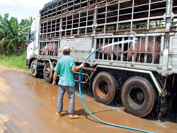 Lợn được mua gom ở Gia Kiệm, Thống Nhất, Đồng Nai xuất sang Trung Quốc.