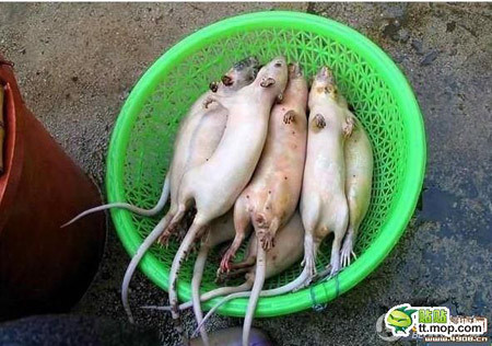 Hình dạng của các chú chuột sau khi vừa dội nước sôi và tuốt lông. Hình dạng của các chú chuột sau khi vừa dội nước sôi và tuốt lông.