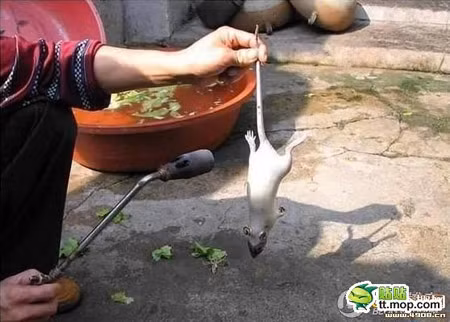 Chim bồ câu non quay vàng ươm vốn là món ăn đêm khoái khẩu của người dân. Nhưng cách làm ăn gian dối này đang khiến dư luận Trung Quốc mất sạch niềm tin về chất lượng vệ sinh thực phẩm của các quán ăn bên đường. Ảnh: Dùng nước sôi nhúng chuột để làm sạch lông. Đây là cách làm nhanh và hiệu quả hơn nhiều so với làm lông bằng tay.