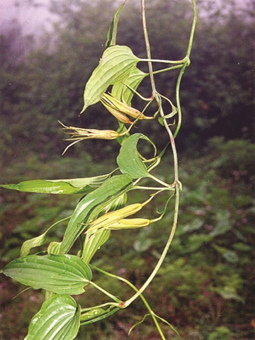 Phục linh và cúc hoa trị chóng mặt, uống lâu làm đẹp nhan sắc. Phục linh và cúc hoa trị chóng mặt, uống lâu làm đẹp nhan sắc.