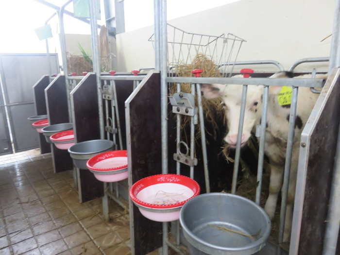 Khu nuôi nhốt bê con. Khu nuôi nhốt bê con.