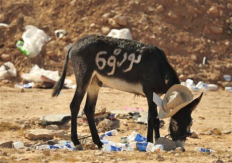 Một con lừa được sơn số 69, ám chỉ năm lên nắm quyền của đại tá Gaddafi ở Libya Một con lừa được sơn số 69, ám chỉ năm lên nắm quyền của đại tá Gaddafi ở Libya