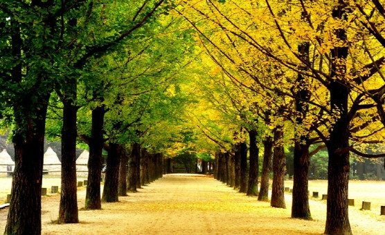 Đảo Nami được lựa chọn là một trong số các địa điểm du lịch không thể thiếu trong hành trình du lịch Hàn Quốc.