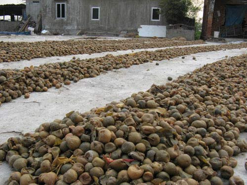 Hàng tấn quất bốc mùi được người làm nghề phơi khô để làm ô mai. Hàng tấn quất bốc mùi được người làm nghề phơi khô để làm ô mai.