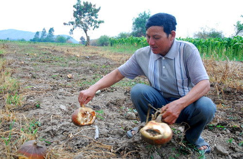 Ruộng bí được trồng bằng giống 'nhất phẩm Trung Quốc' của ông Hồ Phước Thái tại thôn 4, xã Hòa Tân (Krông Bông, Đắk Lắk) cho mỗi cây một trái. Gia đình đành phải bỏ cho bí thối rữa vì năng suất quá thấp. Ruộng bí được trồng bằng giống 'nhất phẩm Trung Quốc' của ông Hồ Phước Thái tại thôn 4, xã Hòa Tân (Krông Bông, Đắk Lắk) cho mỗi cây một trái. Gia đình đành phải bỏ cho bí thối rữa vì năng suất quá thấp.