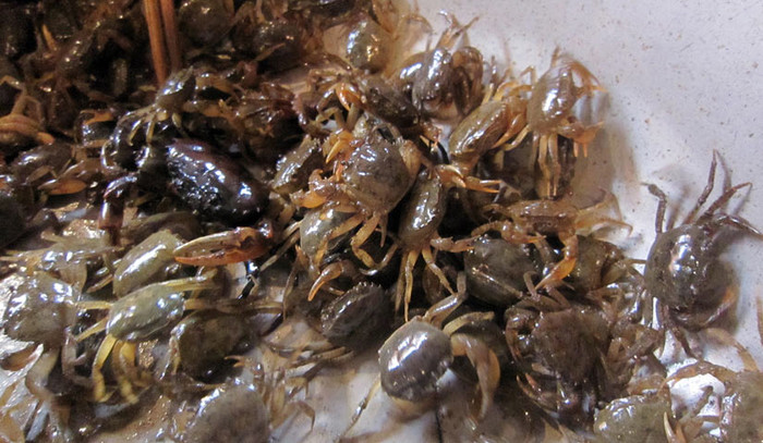 Ngày hè nóng nghĩ đến bát canh cua mồng tơi đã thấy thèm. Với 2 lạng cua (18.000 đồng/lạng), các bà, các chị nội trợ đã nấu được nồi canh cua ngọt mát cho gia đình 4 người ăn. Ngày hè nóng nghĩ đến bát canh cua mồng tơi đã thấy thèm. Với 2 lạng cua (18.000 đồng/lạng), các bà, các chị nội trợ đã nấu được nồi canh cua ngọt mát cho gia đình 4 người ăn.