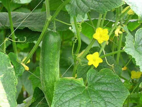 Dưa chuột là loại rau quả được "tắm" thuốc trừ sâu nhiều hơn cả... tưới nước.