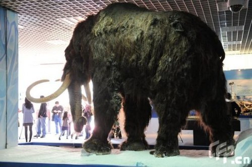 Voi ma mút sẽ hồi sinh nhờ công nghệ nhân bản vô tính? ảnh 2