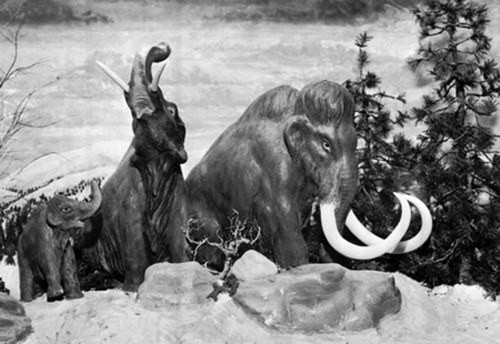 Voi ma mút sẽ hồi sinh nhờ công nghệ nhân bản vô tính? ảnh 1