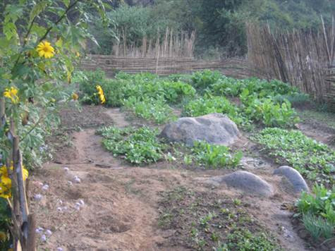 Vườn rau xanh các em trồng