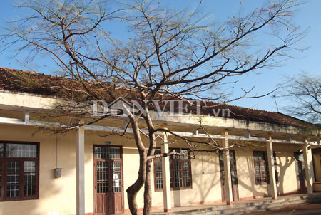 Quảng Ngãi: Đóng cửa trường học vì... sâu róm ảnh 2