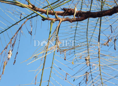 Quảng Ngãi: Đóng cửa trường học vì... sâu róm ảnh 1