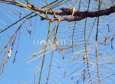 Quảng Ngãi: Đóng cửa trường học vì... sâu róm ảnh 1 Quảng Ngãi: Đóng cửa trường học vì... sâu róm ảnh 1