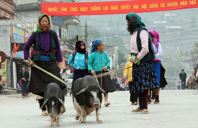 Ở Mèo Vạc, cứ ngày Chủ nhật người dân lại mang nông sản và vật nuôi tấp nập đi bán. Họ đi từ tờ mờ sáng để chừng 7h là có mặt ở chợ. Ở Mèo Vạc, cứ ngày Chủ nhật người dân lại mang nông sản và vật nuôi tấp nập đi bán. Họ đi từ tờ mờ sáng để chừng 7h là có mặt ở chợ.