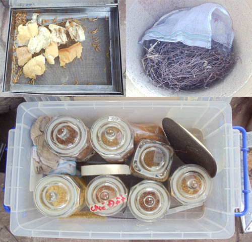 Thức ăn cho chim được dự trữ sẵn: cám, sâu, dế ... Thức ăn cho chim được dự trữ sẵn: cám, sâu, dế ...