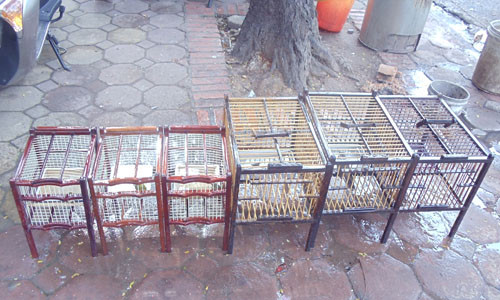 Lồng tắm cho chim cảnh của anh Tú, lồng to tắm chim chào mào, lồng nhỏ tắm chim vành khuyên Lồng tắm cho chim cảnh của anh Tú, lồng to tắm chim chào mào, lồng nhỏ tắm chim vành khuyên