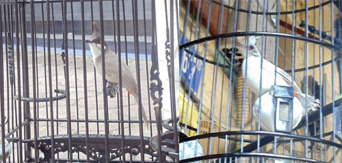 Chào mào màu tro và chào mào bạch tạng của anh Tú có giá lên đến cả trăm triệu đồng Chào mào màu tro và chào mào bạch tạng của anh Tú có giá lên đến cả trăm triệu đồng