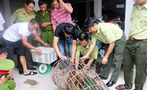 Những hình ảnh bốn con cọp con và tê tê được cơ quan chức năng Hà Tĩnh giải cứu Những hình ảnh bốn con cọp con và tê tê được cơ quan chức năng Hà Tĩnh giải cứu
