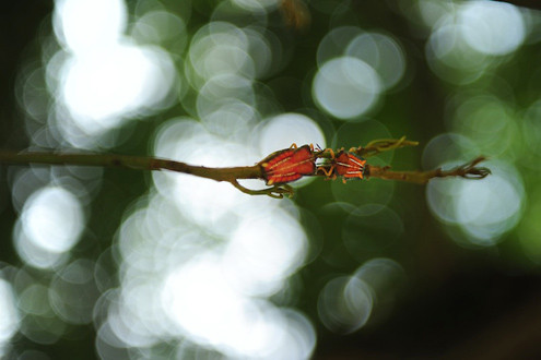 Nơi đây được giới trẻ đặt tên là "Vương quốc bọ xít" bởi loại côn trùng này xuất hiện rất nhiều. Nơi đây được giới trẻ đặt tên là "Vương quốc bọ xít" bởi loại côn trùng này xuất hiện rất nhiều.