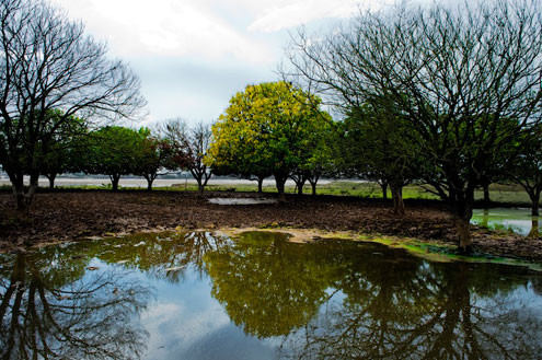 Hai năm nay, vườn nhãn với khoảng 500 cây gần chân cầu Vĩnh Tuy (quận Long Biên, Hà Nội) đã trở thành địa điểm thu hút giới trẻ tới chụp ảnh cưới. Hai năm nay, vườn nhãn với khoảng 500 cây gần chân cầu Vĩnh Tuy (quận Long Biên, Hà Nội) đã trở thành địa điểm thu hút giới trẻ tới chụp ảnh cưới.