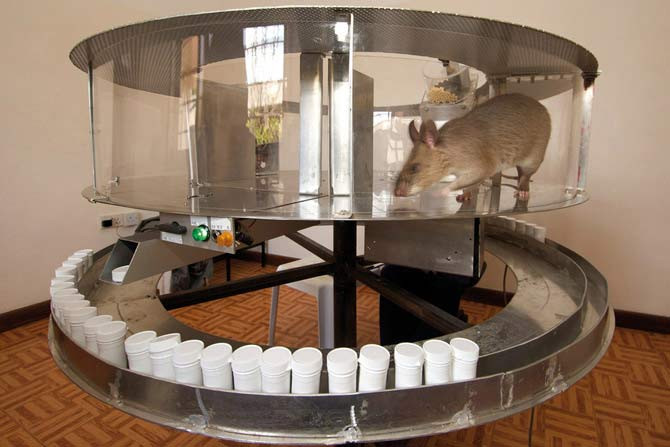 Ngay từ lúc còn non, những chú chuột này đã được đào tạo liên kết với con người.