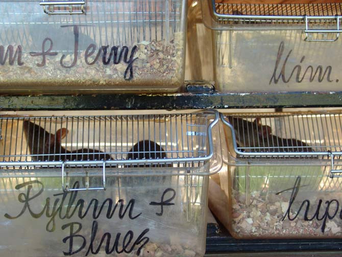 Nhưng để đảm bảo trọng lượng không quá nặng, các huấn luyện viên phải đảm bảo chế độ dinh dưỡng nghiêm ngặt đối với các chú chuột.