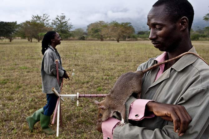 Nó có thể đánh hơi cả những loại mìn vỏ nhựa và vỏ kim loại.