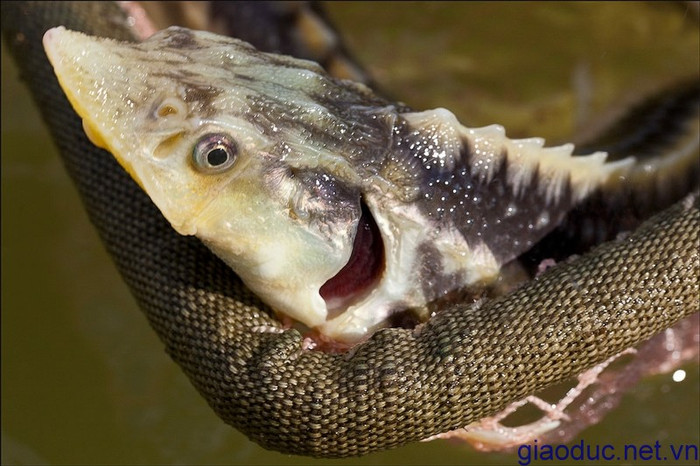 Tuy nhiên, hiện nay loài cá tầm đang đứng trước nguy cơ tuyệt chủng do sự săn bắt quá mức cộng với môi trường sống bị ô nhiễm, thu hẹp.